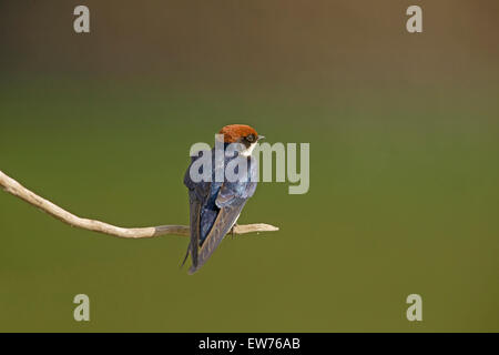 Filo-tailed Swift Parco Nazionale Kruger Sud Africa Foto Stock