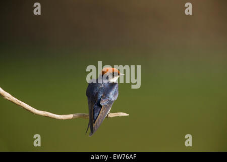 Filo-tailed Swift Parco Nazionale Kruger Sud Africa Foto Stock