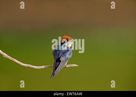 Filo-tailed Swift Parco Nazionale Kruger Sud Africa Foto Stock