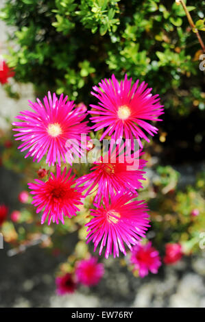 Rosa Lampranthus spectabilis fioritura di fiori in un vaso nel giardino inglese Foto Stock