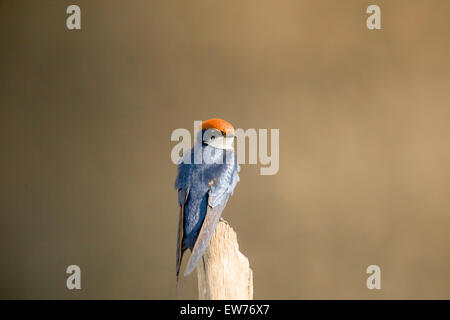 Filo-tailed Swift Parco Nazionale Kruger Sud Africa Foto Stock