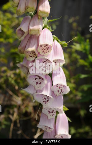 Digitalis purpurea comunemente noto come foxglove sono altamente velenosi in giardini britannici in estate Foto Stock