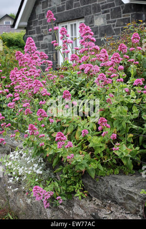 Red Valeriana Centranthus ruber - una comune pianta flowering in villaggi Gallese Foto Stock