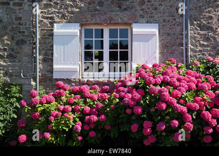 Color Magenta hydrangea bush nella parte anteriore della facciata di una casa di pietra Foto Stock