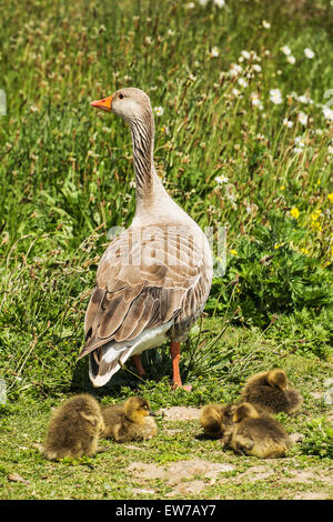 Gruppo di graylag goslings con oca adulti Foto Stock