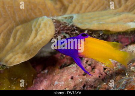 Close-up di una fata basslet. Foto Stock