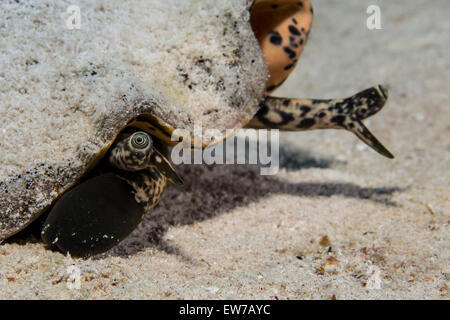 Close-up di Queen conch. Foto Stock