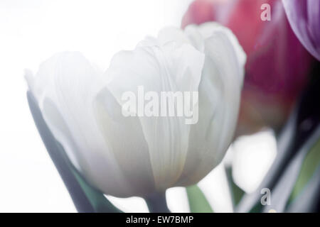 Bellezza molla bianco tulip closeup come fantasia Foto Stock