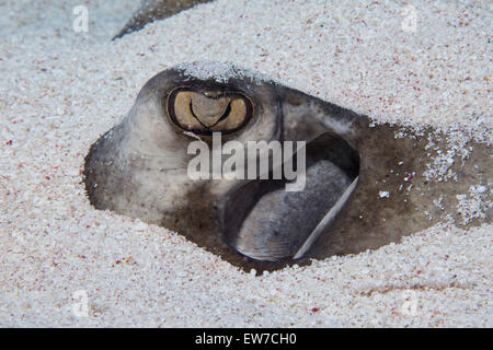 Stingray sepolto nella sabbia. Foto Stock