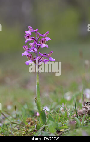 Minor verde-winged Orchid (Orchis morio picta) Foto Stock