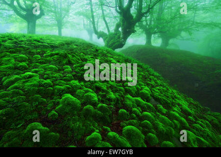 Magic Deep Forest con moss bolle e nebbia Foto Stock