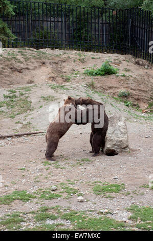 Due Orsi Grizzly giocando nel giardino zoologico di ancoraggio. Foto Stock