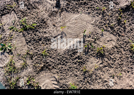 Sabbia marrone sfondo testurizzata con impronte e l'erba verde. Foto Stock