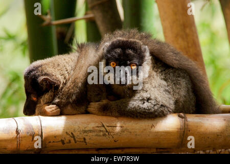 I lemuri marrone (il Eulemur fulvus) in Madagascar Foto Stock