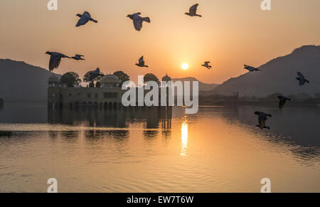 Gli uccelli sorvolano Jal Mahal Palace all'alba, Jaipur, Rajasthan, India Foto Stock