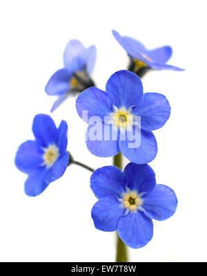 Dimenticare-me-non Victoria Blu fiore isolato su sfondo bianco Foto Stock