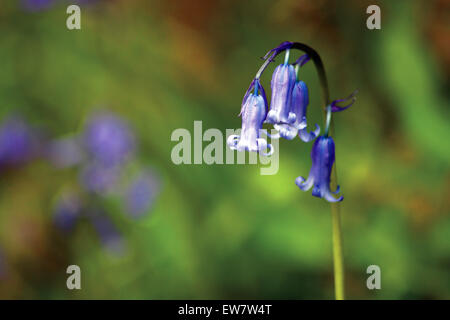 Bluebell, Sallochy boschi, Loch Lomond e il Trossachs National Park Foto Stock