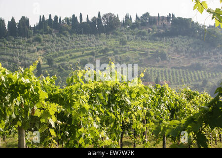 Vista da un vicolo del paese di vigneti che crescono in campagna vicino a San Gimignano, una regione famosa per il vino, soprattutto chianti, ho Foto Stock
