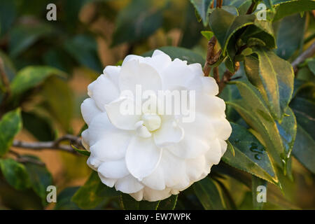 Fioritura bianco Camellia japonica Compacta Alba plena Pianta e fiore Foto Stock