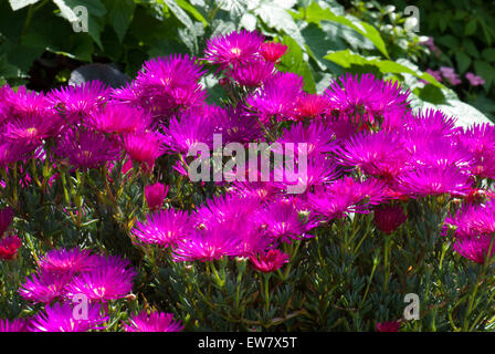 Lampranthus spectabilis, la perenne Livingstone Daisy Foto Stock