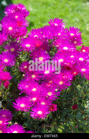 Lampranthus spectabilis, la perenne Livingstone Daisy Foto Stock