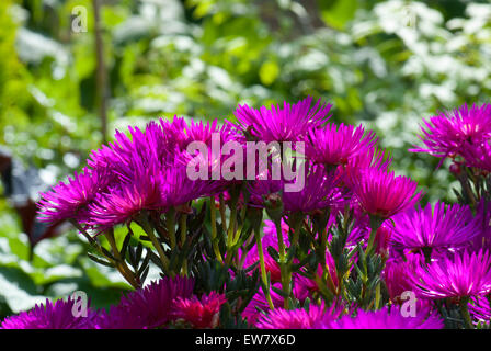 Lampranthus spectabilis, la perenne Livingstone Daisy Foto Stock