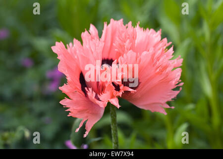 Papaver orientale. Rosa salmone semi di papavero in un giardino inglese. Foto Stock