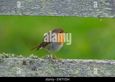 Unione robin (Erithacus rubecula) appollaiato sulla recinzione di legno Foto Stock