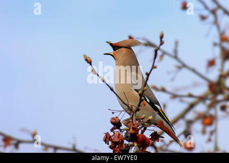 Bohemian waxwing (Bombycilla garrulus) chiamando da crabapple / Europea crab apple tree (Malus sylvestris) in primavera Foto Stock