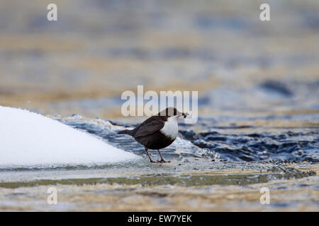 Bilanciere europea / bianco-throated bilanciere (Cinclus cinclus) in piedi nel fiume congelato in inverno con la preda nel becco Foto Stock