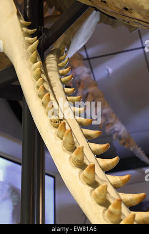 Lo sperma di scheletro di balena, la ganascia di close-up, abscessed dente, Nantucket Whaling Museum, Nantucket, Massachusetts Foto Stock