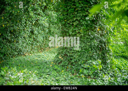 Vecchia Quercia tronchi ricoperti di edera Hedera helix Foto Stock