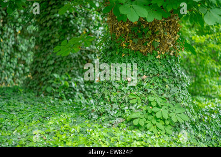 Vecchia Quercia tronchi ricoperti di edera Hedera helix Foto Stock