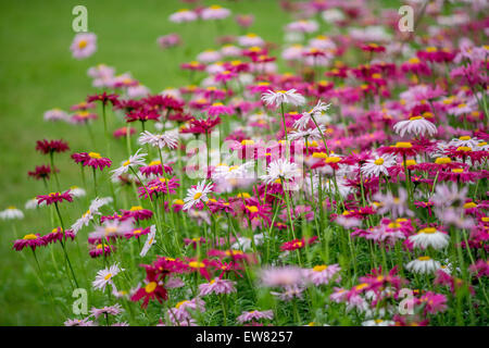 Molti i colori rosso e rosa fiori di piretro Tanacetum coccineum Foto Stock