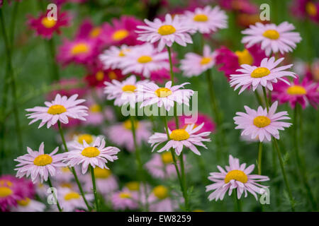 Molti i colori rosso e rosa fiori di piretro Tanacetum coccineum Foto Stock