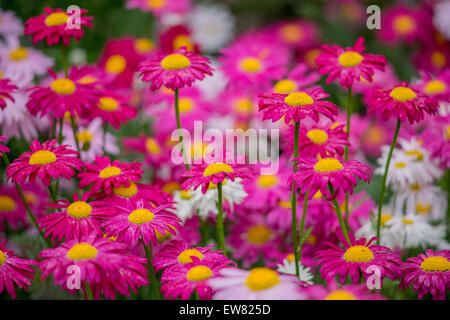 Molti i colori rosso e rosa fiori di piretro Tanacetum coccineum Foto Stock