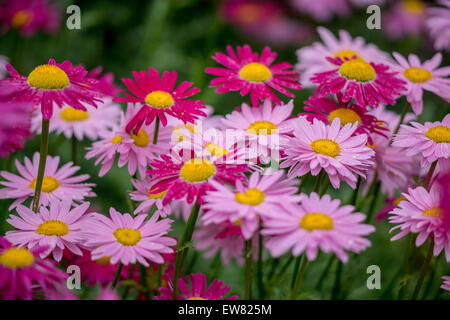 Molti i colori rosso e rosa fiori di piretro Tanacetum coccineum Foto Stock