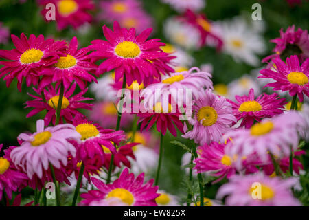 Molti i colori rosso e rosa fiori di piretro Tanacetum coccineum Foto Stock