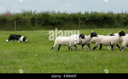 Sheepdog pecore di lavoro Foto Stock