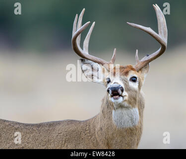 Curling a labbro bianco-tailed buck (Odocoileus virginianus), Northern Rockies Foto Stock