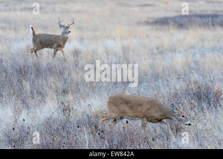 Un bianco-tailed doe (Odocoileus virignianus) è oscurato dalla presenza di una vicina buck corteggiamento durante il solco, Southern Great Plains Foto Stock