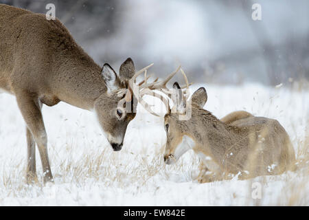 Un giovane bianco-tailed buck (Odocoileus virginianus) è meno interessato nel combattimento oltre il suo più vecchio compagno, Northern Rockies Foto Stock