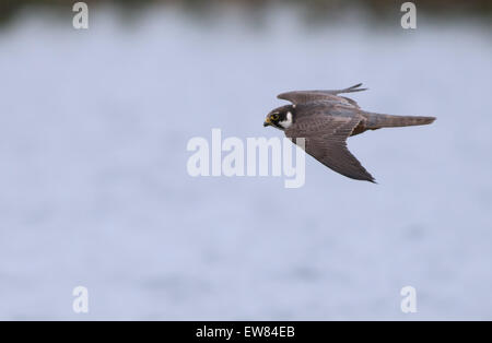 Hobby-Falco Subbuteo® in volo. Molla. Regno Unito. GB Foto Stock