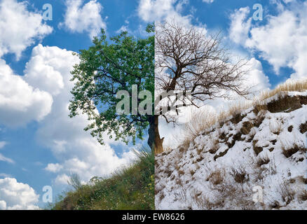 Lonely albicocca albero su di una collina in due opposte stagione - estate e inverno. Foto Stock