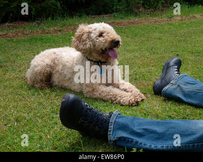 Lagotto Romagnolo cane posa tra i piedi proprietari, Somerset, UK Foto Stock