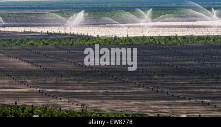 Irrigazione frutteti di apple - agricoltura nel nord Italia Foto Stock