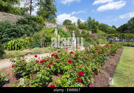 Red Rose floribunda 'Frensham' in un confine in Mrs Greville's Garden, Polesden Lacey, grande Bookham, Surrey, Regno Unito Foto Stock