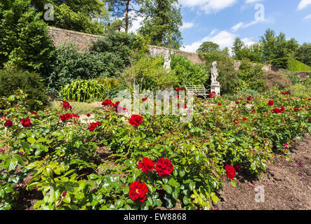 Red Rose floribunda 'Frensham' in un confine in Mrs Greville's Garden, Polesden Lacey, grande Bookham, Surrey, Regno Unito Foto Stock