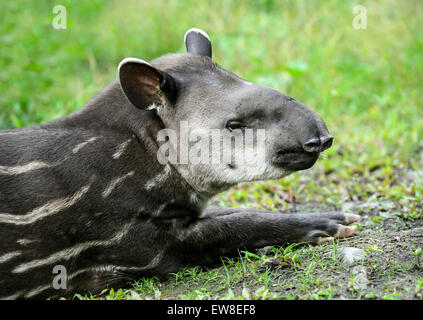 I capretti amazzonico il tapiro (Tapirus terrestris), il tapiro (Famiglia Tapiridae), la foresta pluviale amazzonica Yasuni National Park, Ecuador Foto Stock