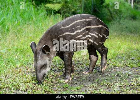 I capretti amazzonico il tapiro (Tapirus terrestris), il tapiro (Famiglia Tapiridae), la foresta pluviale amazzonica Yasuni National Park, Ecuador Foto Stock